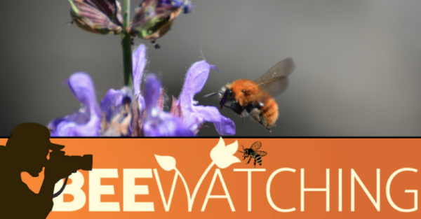 BEEwatching – web e multimedia per CREA