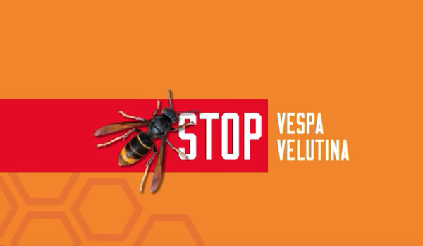 Stop vespa velutina – web e multimedia